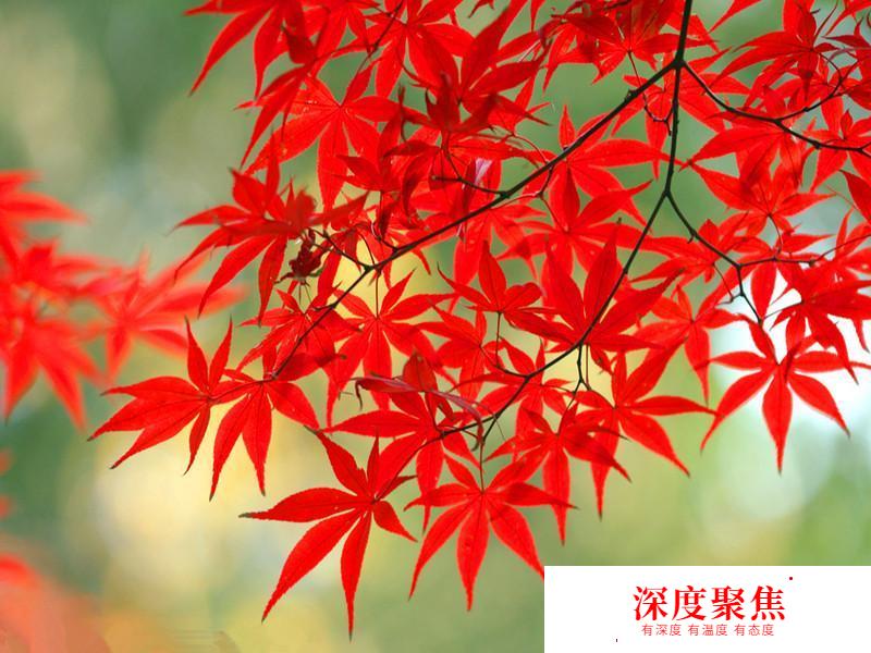 日語也能如此唯美！有關秋天的日語詞匯有哪些？