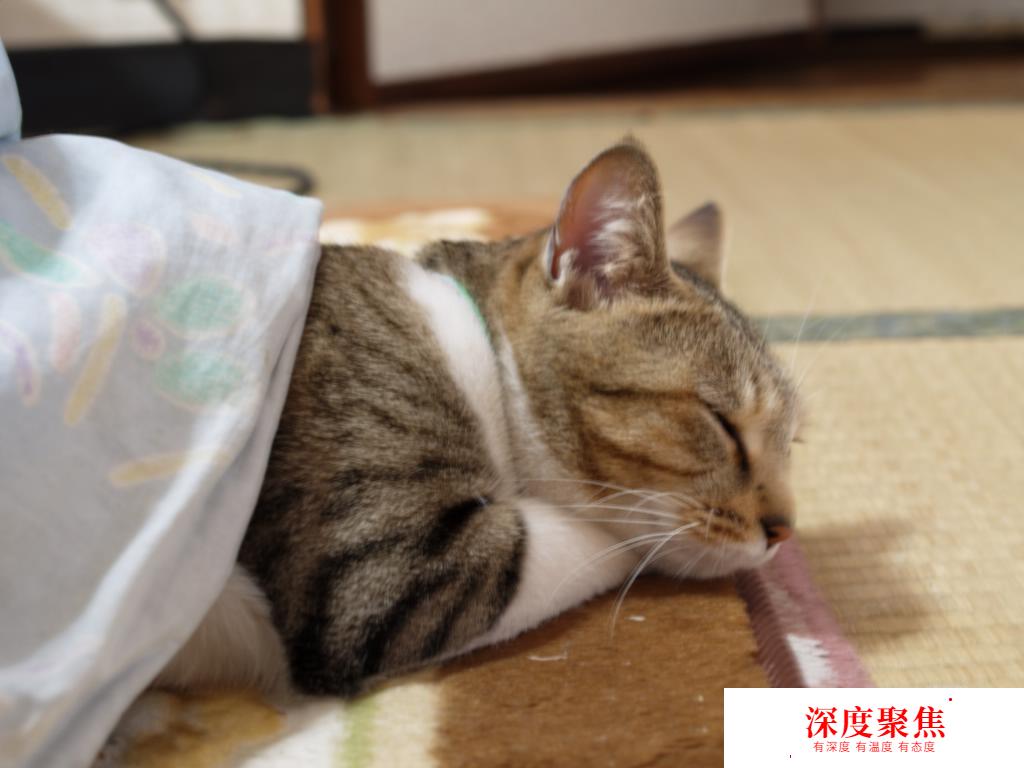 在日本過年，你需要知道的那些事...