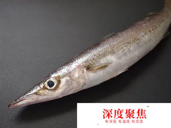 日本人為啥不讓媳婦吃秋梭子魚？
