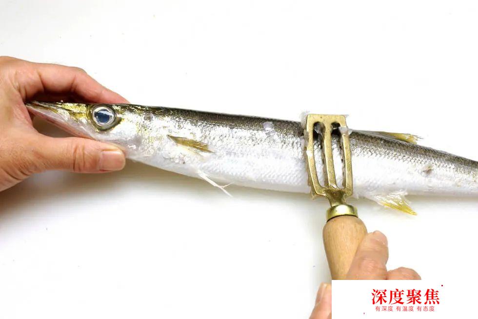 日本人為啥不讓媳婦吃秋梭子魚？
