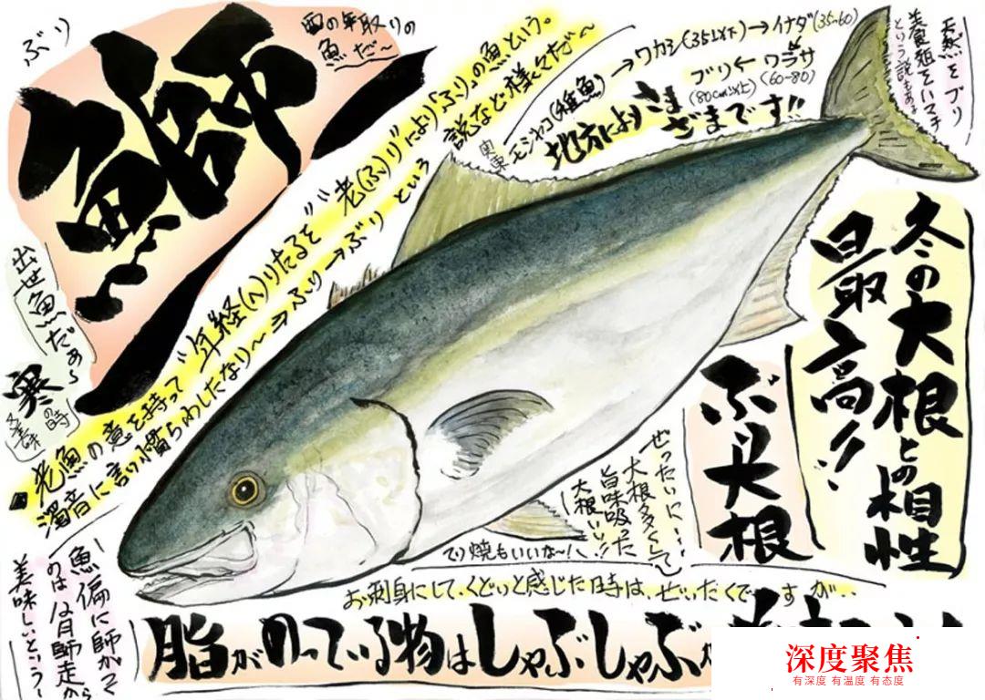 日本人為啥不讓媳婦吃秋梭子魚？