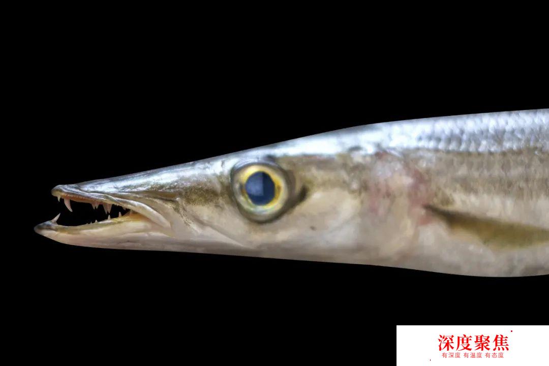 日本人為啥不讓媳婦吃秋梭子魚？