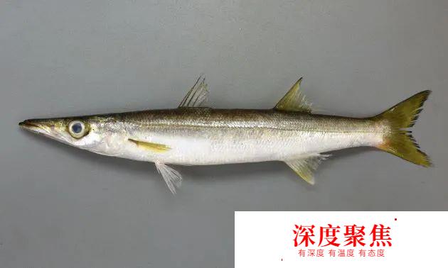 日本人為啥不讓媳婦吃秋梭子魚？