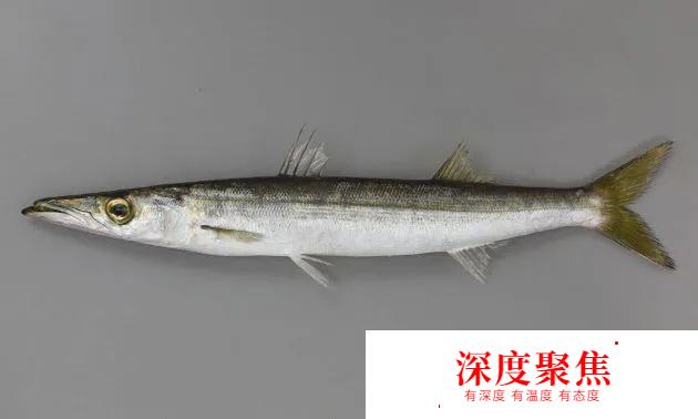 日本人為啥不讓媳婦吃秋梭子魚？