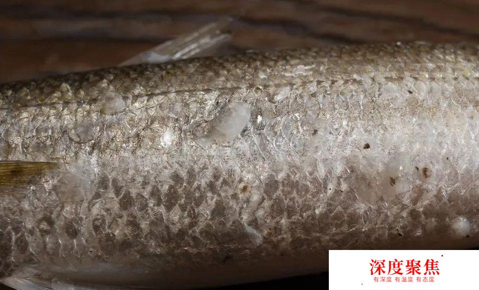 日本人為啥不讓媳婦吃秋梭子魚？