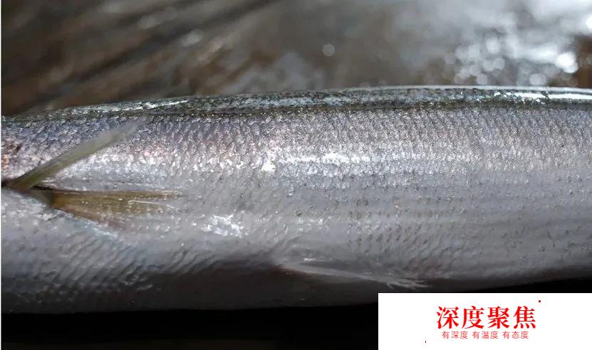 日本人為啥不讓媳婦吃秋梭子魚？