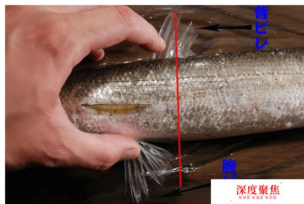 日本人為啥不讓媳婦吃秋梭子魚？