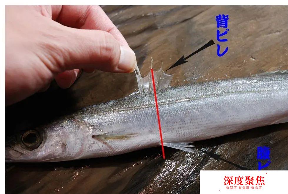 日本人為啥不讓媳婦吃秋梭子魚？