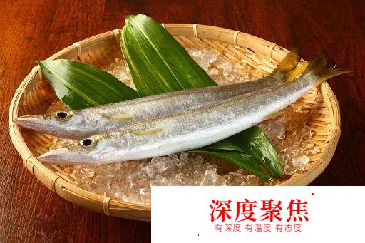 日本人為啥不讓媳婦吃秋梭子魚？