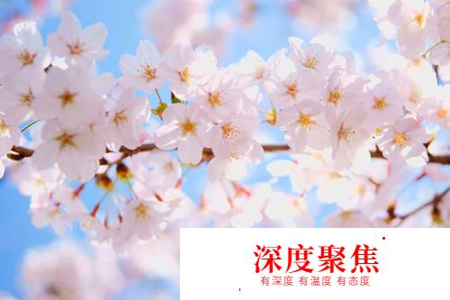 桜散る梅零れる：日語中“花落”的不同說法