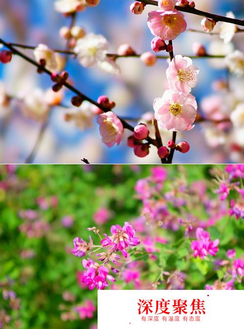 桜散る梅零れる：日語中“花落”的不同說法