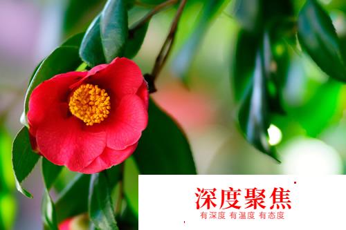 桜散る梅零れる：日語中“花落”的不同說法