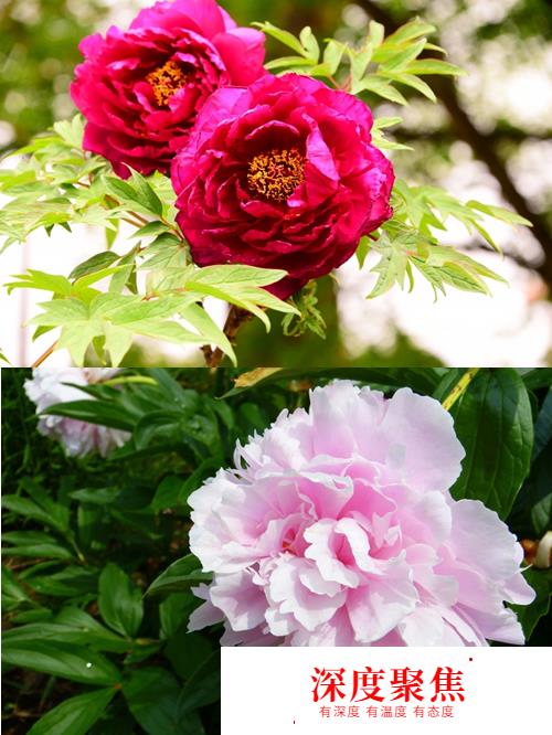 桜散る梅零れる：日語中“花落”的不同說法