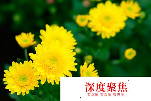 桜散る梅零れる：日語中“花落”的不同說法
