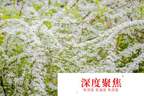 桜散る梅零れる：日語中“花落”的不同說法