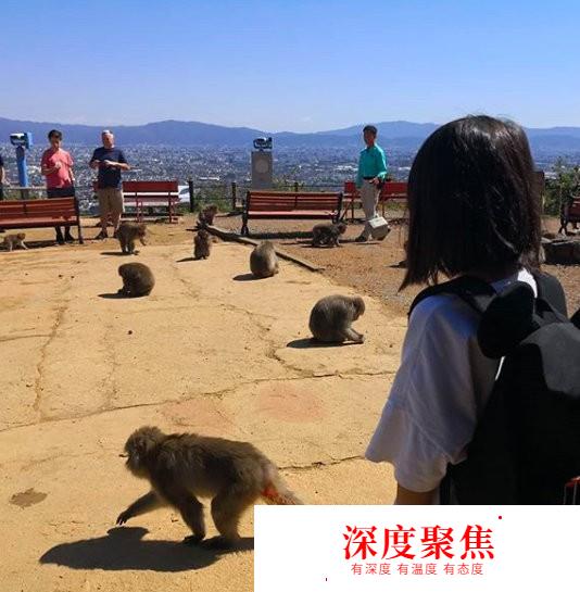 日本京都玩轉嵯峨?嵐山旅游入門篇 |日本關西走起