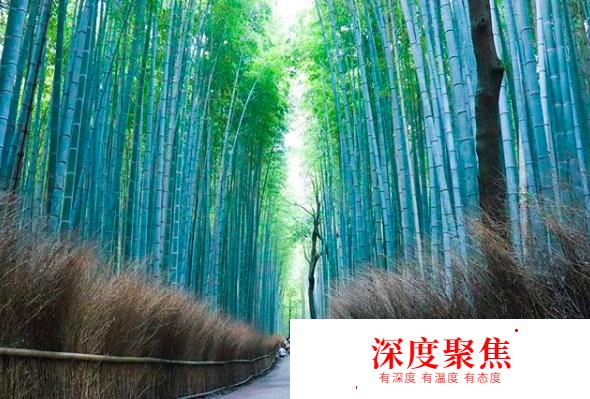日本京都玩轉嵯峨?嵐山旅游入門篇 |日本關西走起