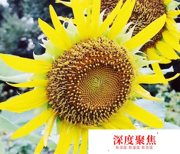 只有你覺得日語最難的地方是這些嗎？日本人也覺得難！