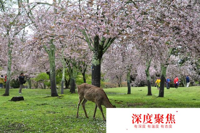 日本深度游丨關西6天5晚親子游