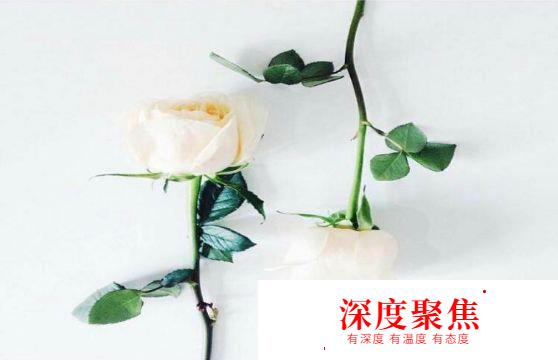獻給愛花的你！這些花語用日語怎么說？