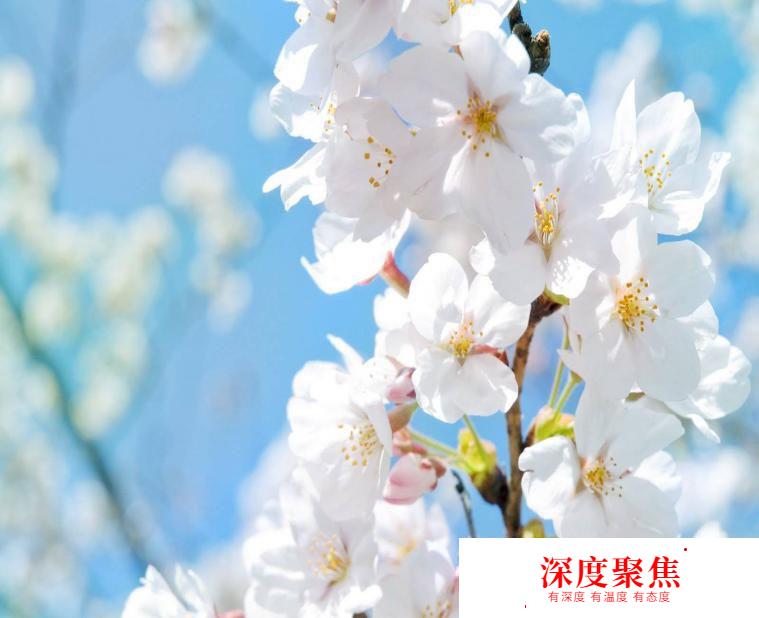 獻給愛花的你！這些花語用日語怎么說？