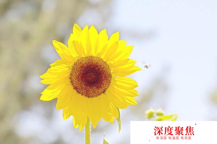 獻給愛花的你！這些花語用日語怎么說？
