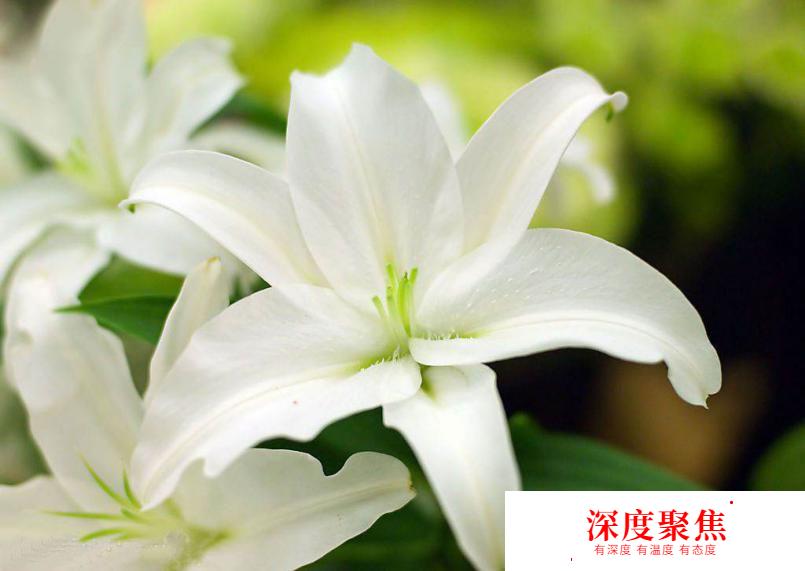 獻給愛花的你！這些花語用日語怎么說？