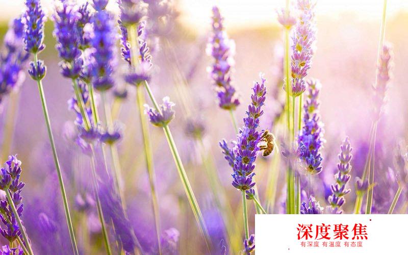 獻給愛花的你！這些花語用日語怎么說？