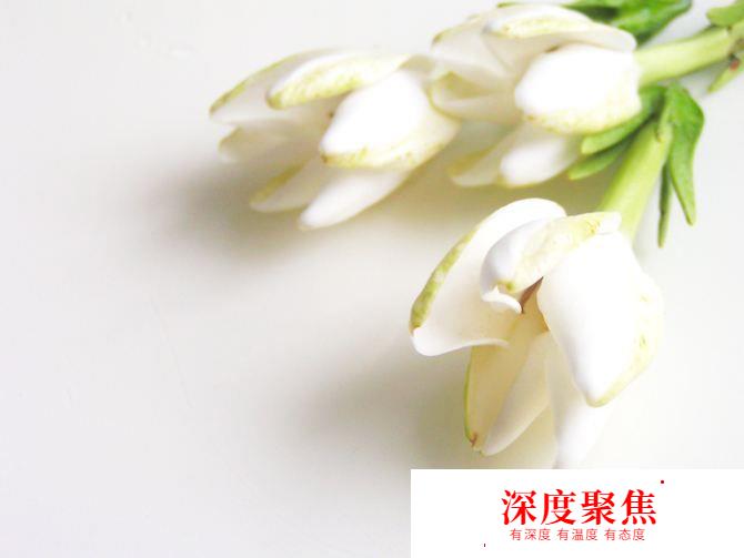 獻給愛花的你！這些花語用日語怎么說？