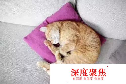 掏心掏肺的日語50音速記法—平假名篇
