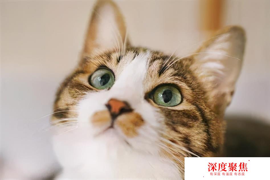 日語中和“貓”有關的俗語，你全都知道嗎？