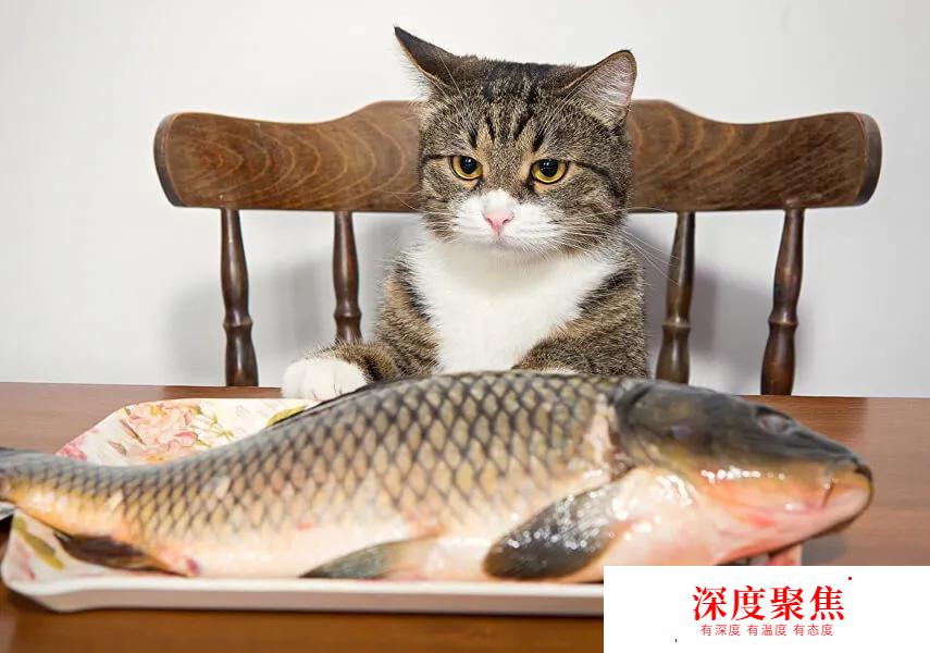 日語中和“貓”有關的俗語，你全都知道嗎？