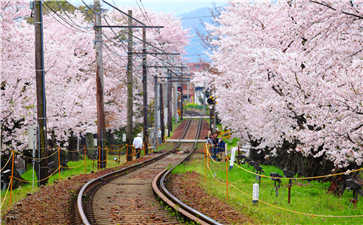 櫻花 日語怎么說