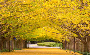 七龍珠第一部日語中字