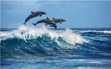 西班牙語和日語哪個難